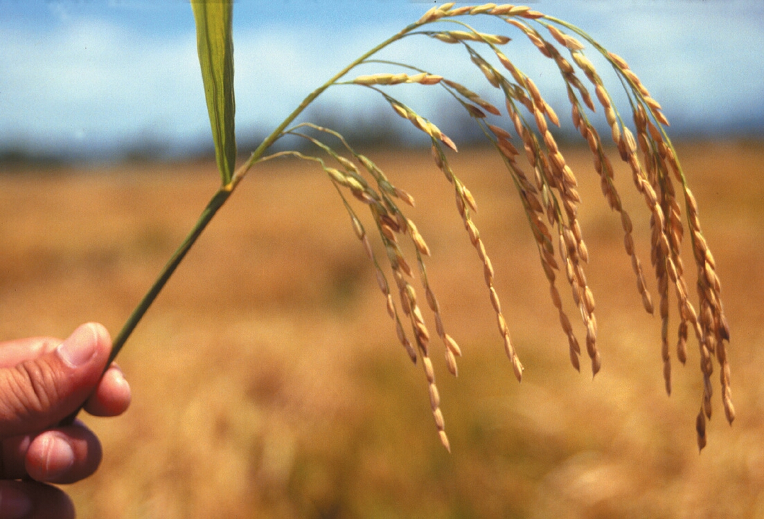 What can Rice Scientists offer to a Sugary World?